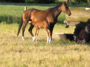 Pferd1 Pferd1