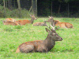 Tierpark1